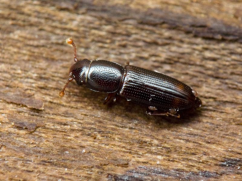 Rhizophagus bipustulatus (Fabricius, 1792)